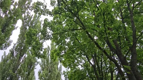 Moving Shot Looking Up at Tree Canopy on Cloudy Day Stock Footage 312253752