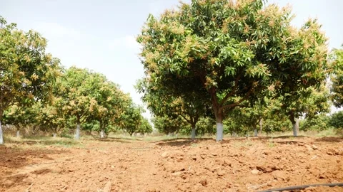 Moving shot of mango trees in a field Stock Footage 147705581