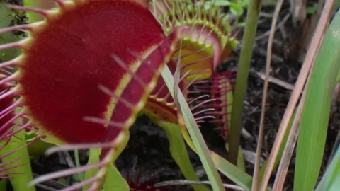 A moving shot over a bunch of carnivorous Venus flytraps 스톡 동영상 220067817