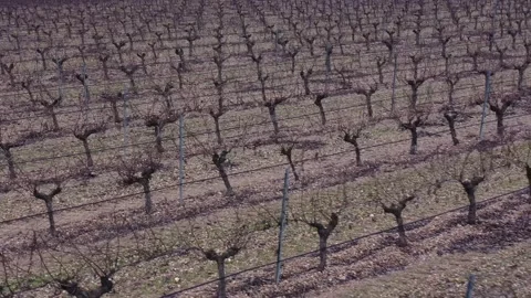 Moving Shot Over Diagonal Winter Vineyard Rows in Rural Landscape Stock Footage 329972051