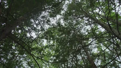 Moving shot of overcast sunlight shining through forest trees (slow motion) Vídeos de archivo 315078397