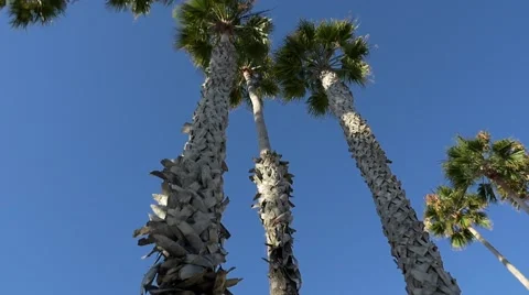Moving shot of palm trees and blue sky Stock Footage 64228200