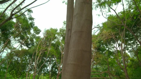 Moving Shot Past Tree Trunk in Green Forest Stock Footage 318659373