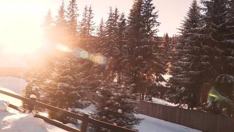 Moving shot of a pine forest covered in snow Video stock 83758161