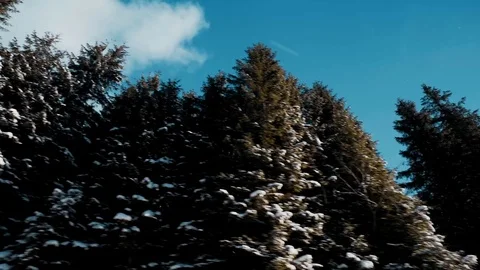 Moving shot of a pine forest covered in snow Video stock 83758233