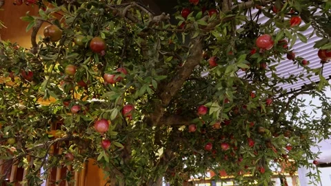 Moving Shot of Pomegranate Tree with Ripe Fruits Video stock 315445798