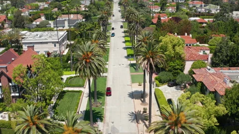 Moving shot of pristine palm trees of Los Angeles California sunny day Stock Footage 273892939