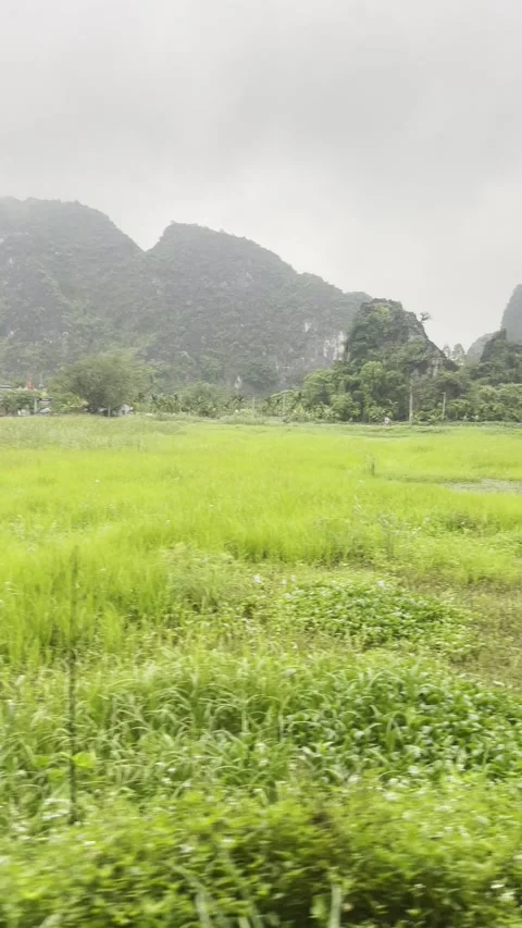 Moving Shot of Rainy Rice Fields from Bike Perspective, Ninh Hai Video stock 310747697