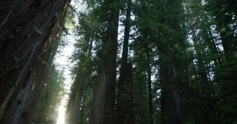 Moving Shot Redwood Forest Video stock 70817880