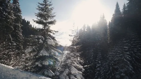 Moving shot of a river with a pine forest covered in snow Stock Footage 83758229