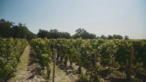Moving shot of rows of grapevines in French vineyard Stock Footage 100296569
