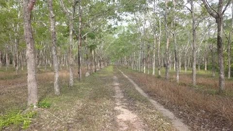Moving shot in rubber forest in phuket 動画素材 121941260