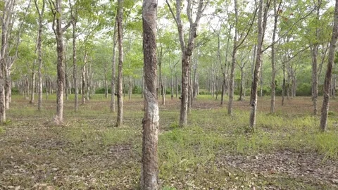 Moving Shot of rubber trees in rubber forest in phuket thailand 動画素材 121941097