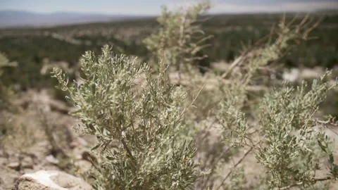 Moving shot of shrubs during the day outdoors Stock Footage 160808978