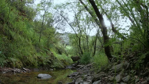 Moving shot of a stream surrounded by a lush riparian forest with beech Stock Footage 167856618