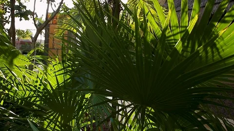 A moving shot of sunlight coming through palm fronds and trees at a tropical Stock-Footage 104225738