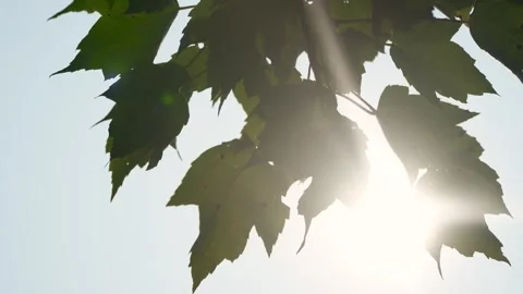 Moving shot of sunlight shining through a forest tree branch with green leaves.  Vídeos de archivo 314584045