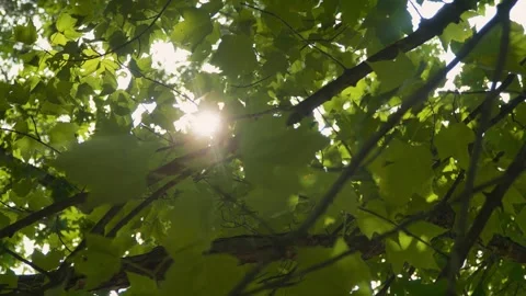 Moving shot of sunlight shining through a forest tree with lush green leaves. 스톡 동영상 314584066