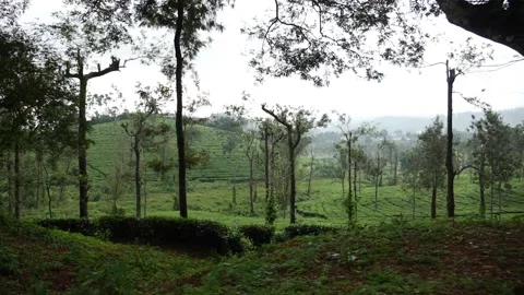 Moving shot of tea fields on slope of hills Stock Footage 156965089