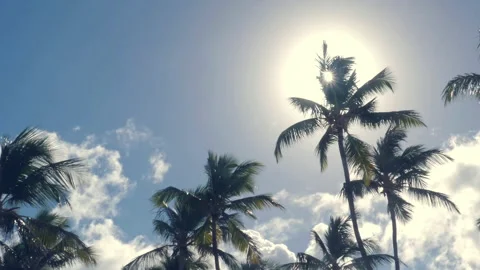 Moving shot through coconut palm trees forest Stock Footage 140581513