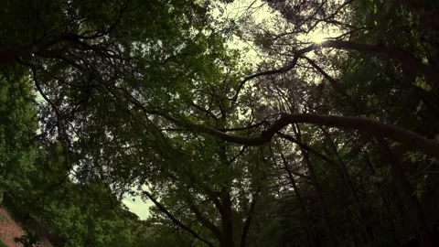 Moving shot through a dark forest Stock Footage 236994760
