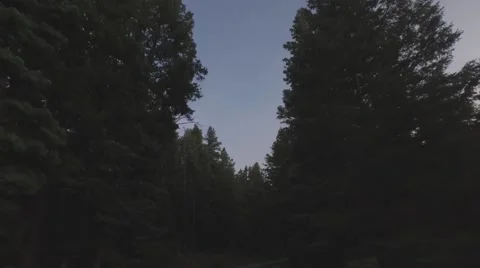 Moving shot through the forest 4K Stock Footage 57405500