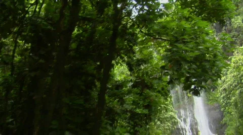 A moving shot through jungle reveals a tropical waterfall. Stock Footage