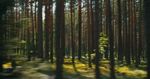 Moving Shot Through Sunlit Pine Forest with Tall Tree Trunks Stock Footage 340273409