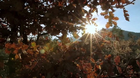 Moving shot through tree branches and leaves. Sun rays shining through. Video stock 99156980