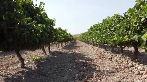 Moving Shot Through a Vineyard in  Spain - 494 Stock Footage 311019521