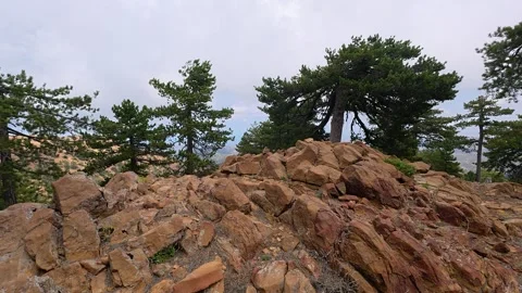 Moving Shot Towards Cliff Pine Trees Rocky Landscape Troodos Cyprus 4K Stock Footage 341252248