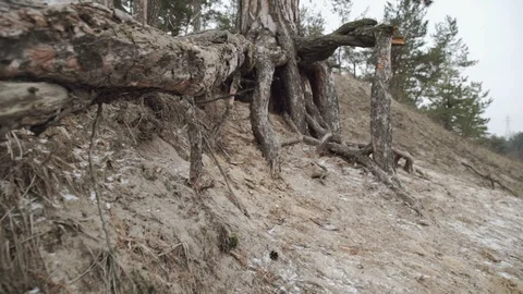 Moving shot of tree roots in a forest Stock Footage 85639035