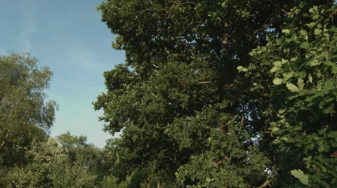 Moving shot of the tree tops on a blue sky in slowmotion Stock Footage 65376632
