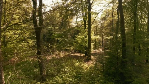 Moving Shot of Trees and Plants in Forest as the Sun Shines Brightly on Leaves Stock Footage 115444292