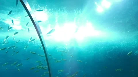 Moving shot underneath moving fish tank at the Georgia Aquarium Video stock 145682185