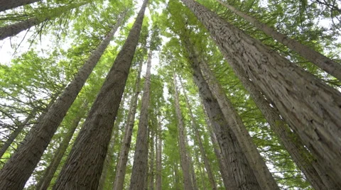 Moving shot of walking through a forest Video stock 58293190