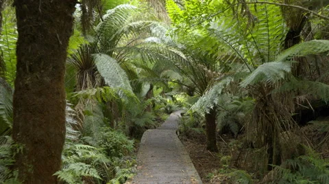 Moving shot of walking through a forest of ferns Stock Footage 58742314