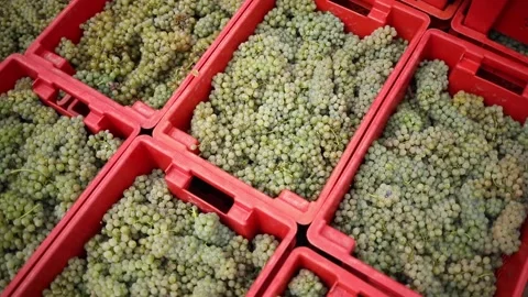 Moving shot of a white grapes in a plastic boxes ready for processing for making Stock Footage 221720105