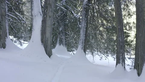 Moving in shot into The Winter Forest. red cedar picturesque in snow Stock Footage 146002033