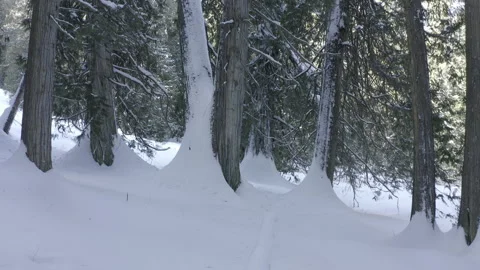 Moving in shot into The Winter Forest. red cedars picturesque Stock Footage 146002184