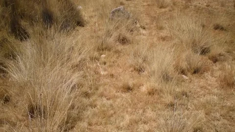 Moving shot of yellow landscape with distant mountains Stock Footage 255983653
