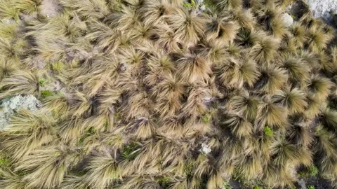 Moving shrubs in the wind Stock Footage 246041375