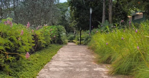 Moving in side the Garden Stock Footage 159110512