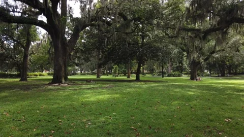 Moving Side View Of Many Candler Oak Trees. Stock Footage 220033869