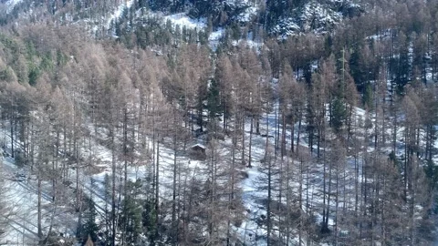 Moving Side View Of Snow Covered Forest Stock Footage 237339695