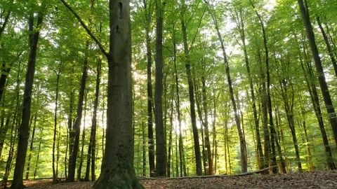 Moving sideways through the forest with sunbeams Stock Footage 243900386