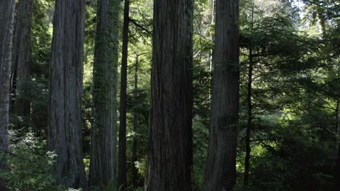 Moving Sideways Through Lush Green Redwood Trees Understory in California Stock Footage 228884346