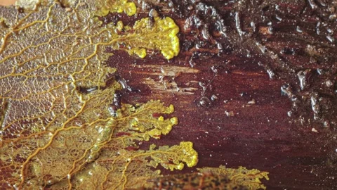 Moving slime mold Stock Footage 313922146
