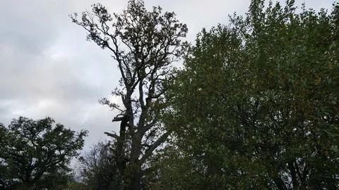 Moving slow motion around trees Silhouette in UK countryside 4K Stock Footage 220065631