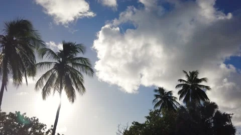 Moving slow motion shot of calming blue sky sunset behind swaying palm trees Stock Footage 146085953